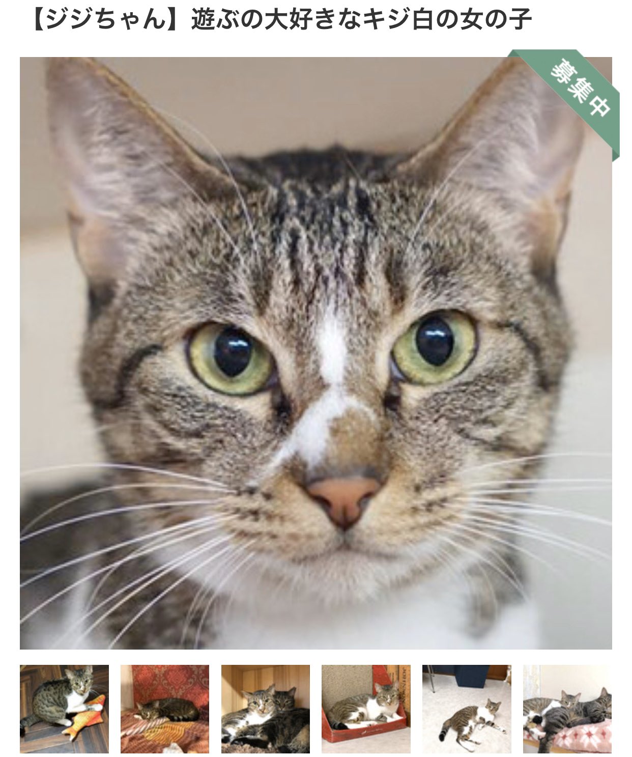 保護猫カフェが新型コロナで危ない。700人のお客さんがゼロに…