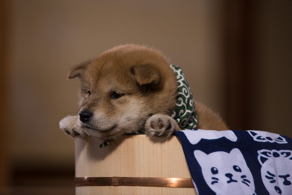 『二代目和風総本家』（テレビ東京系）「豆助っていいな。」