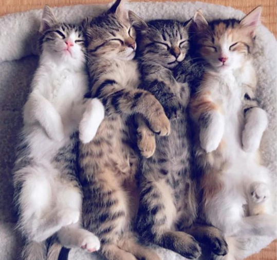 左から「アイス」「パン」「インディ」「おでん」(敬称略)(藤本さん愛猫)