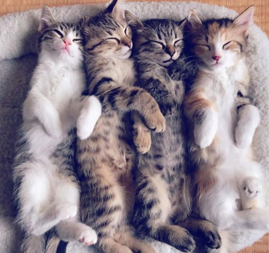 左から「アイス」「パン」「インディ」「おでん」（敬称略）（藤本さん愛猫）