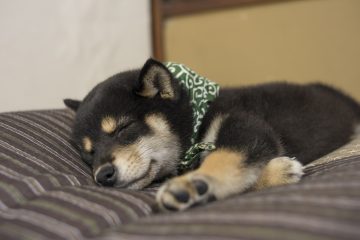 『二代目和風総本家』（テレビ東京系）「豆助っていいな。」