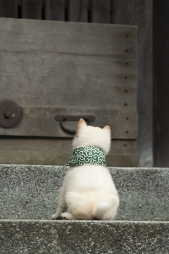 『二代目和風総本家』（テレビ東京系）「豆助っていいな。」