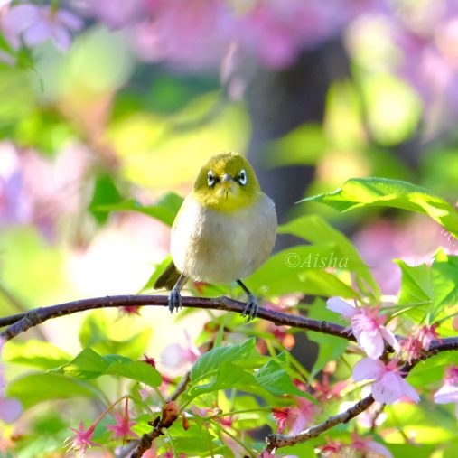 メジロと河津桜