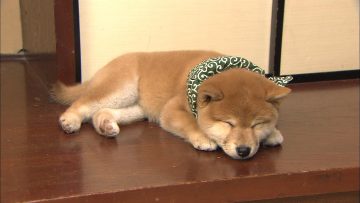 『二代目和風総本家』（テレビ東京系）「豆助っていいな。」