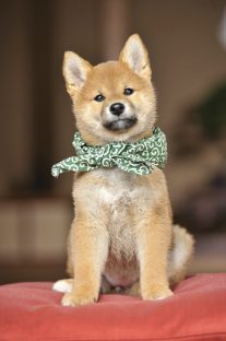 『二代目和風総本家』（テレビ東京系）「豆助っていいな。」