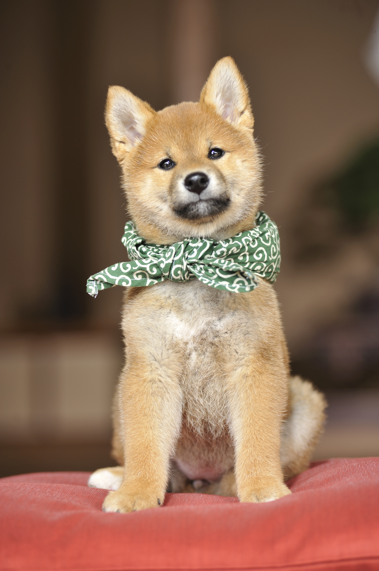 『二代目和風総本家』（テレビ東京系）「豆助っていいな。」