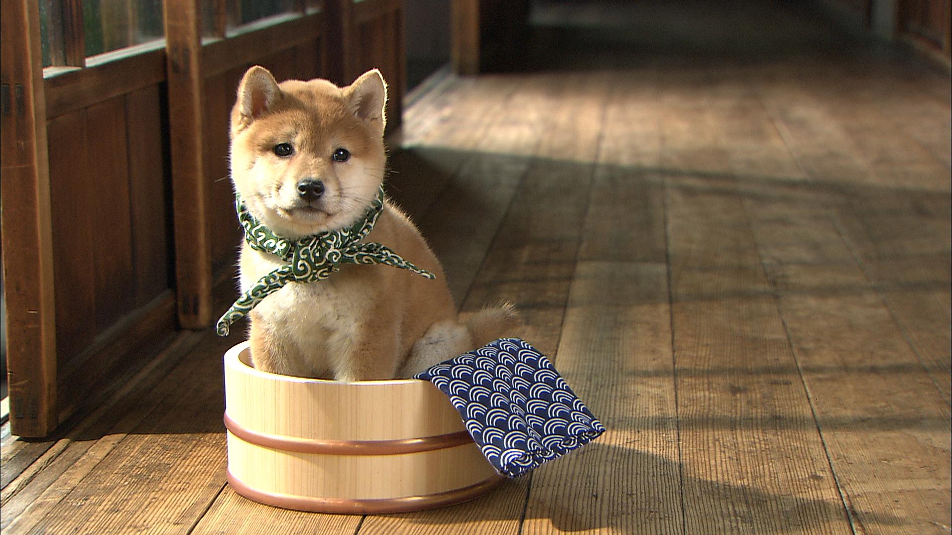 『二代目和風総本家』（テレビ東京系）「豆助っていいな。」