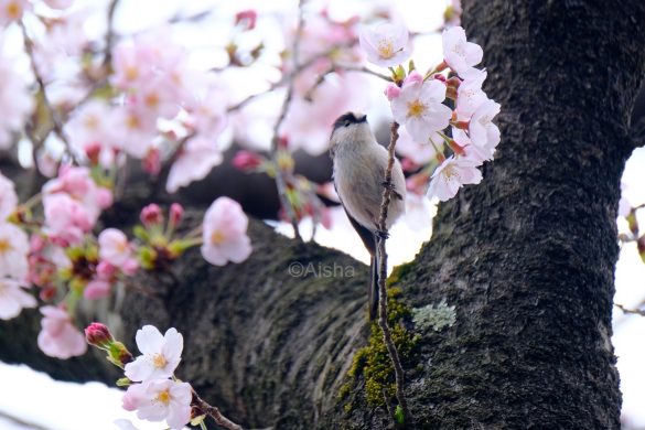エナガと桜