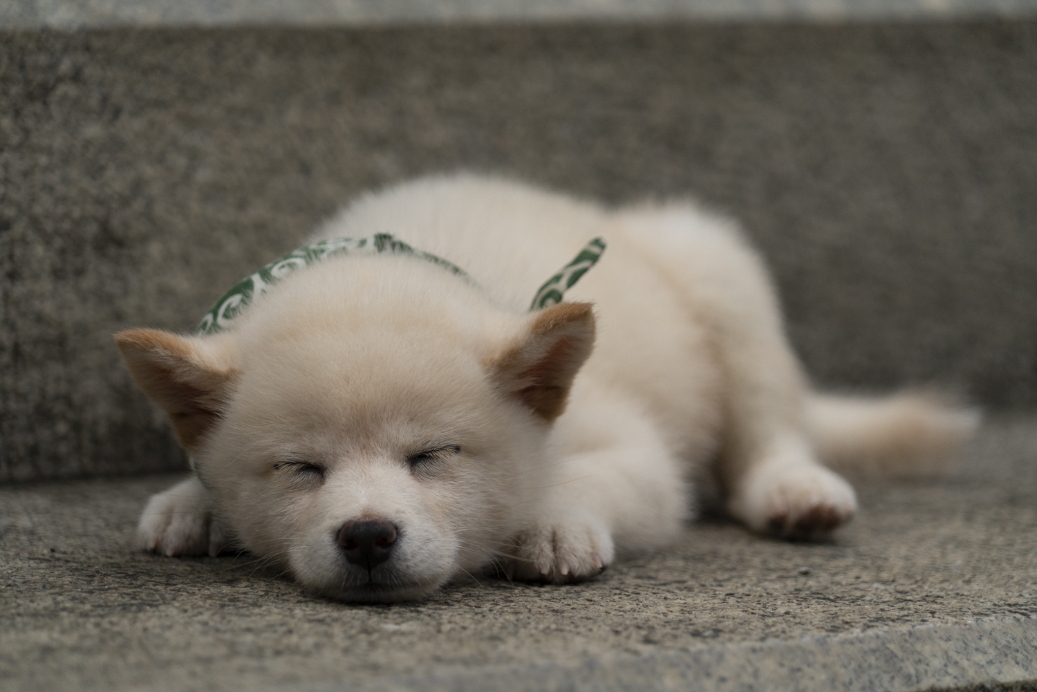 『二代目和風総本家』（テレビ東京系）「豆助っていいな。」