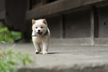 『二代目和風総本家』（テレビ東京系）「豆助っていいな。」