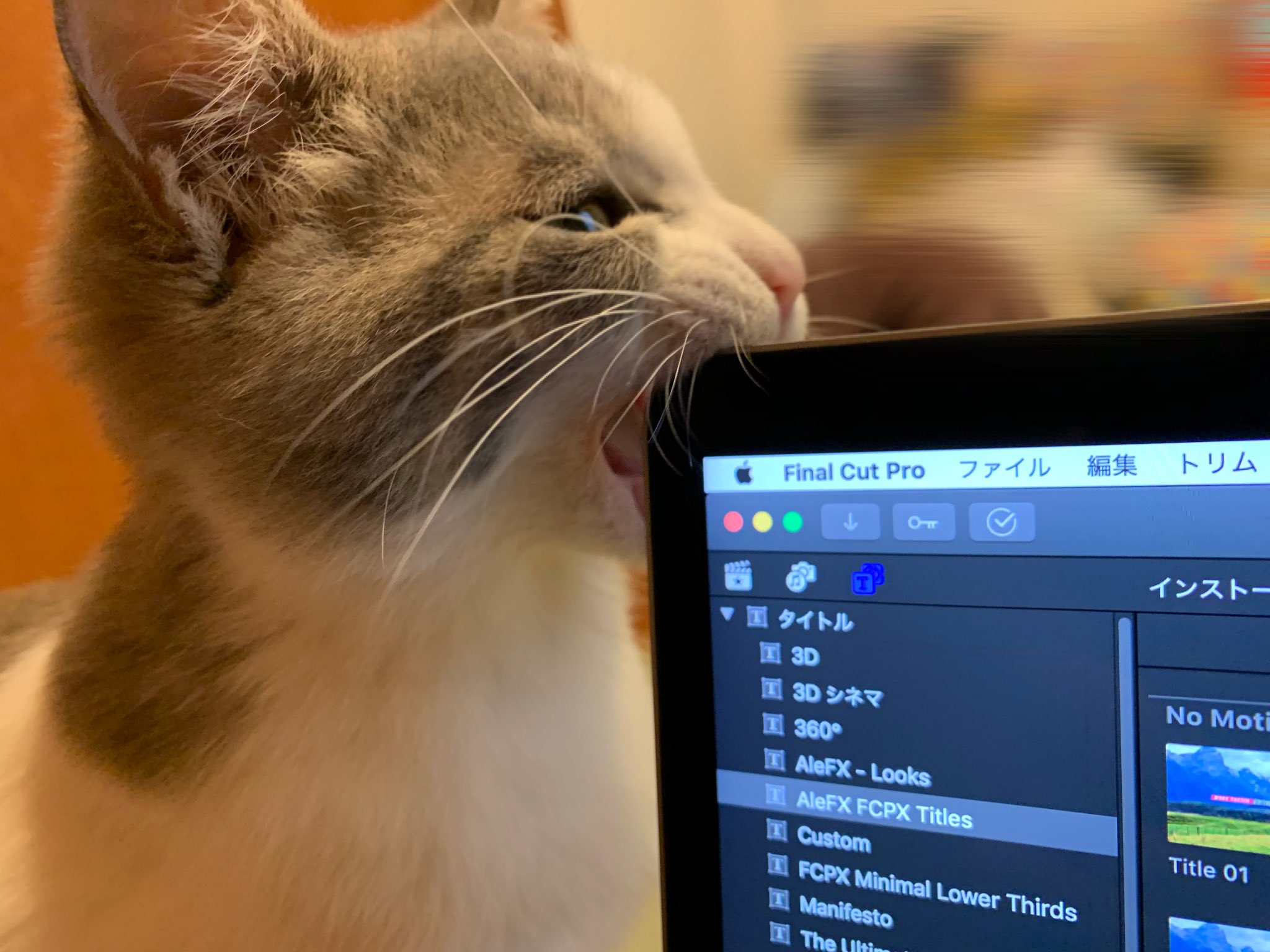 @7nfxwoi3F8lSqHUさん宅のいずもちゃん