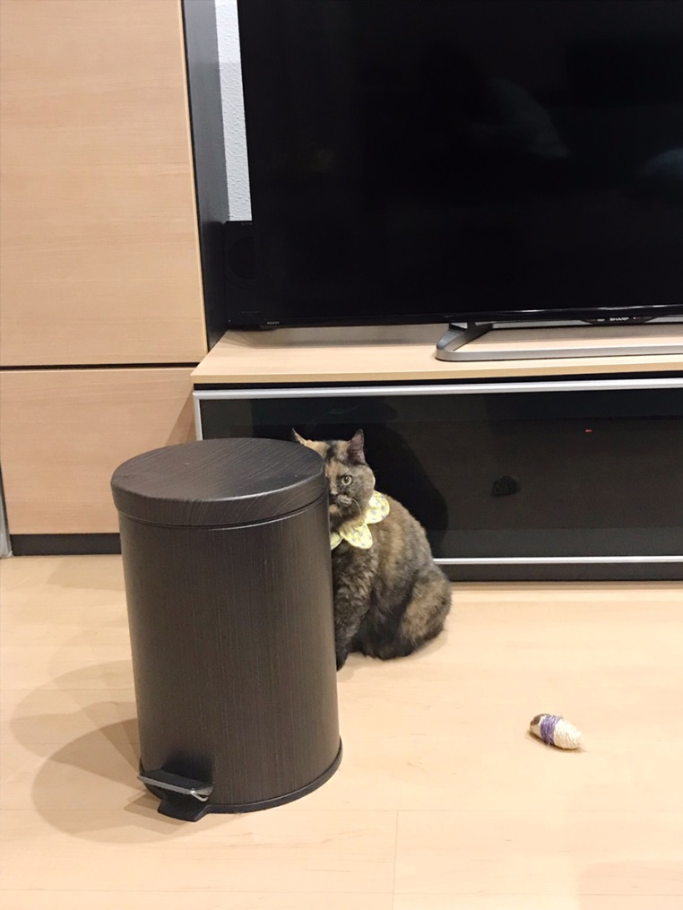 『ねこチラ』（パイインターナショナル、3月11日発売）