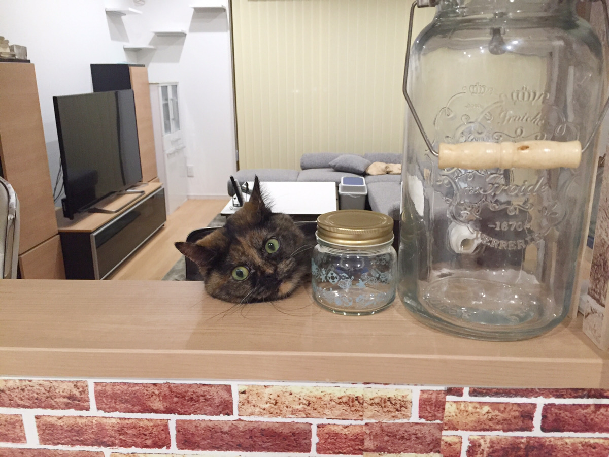 『ねこチラ』（パイインターナショナル、3月11日発売）