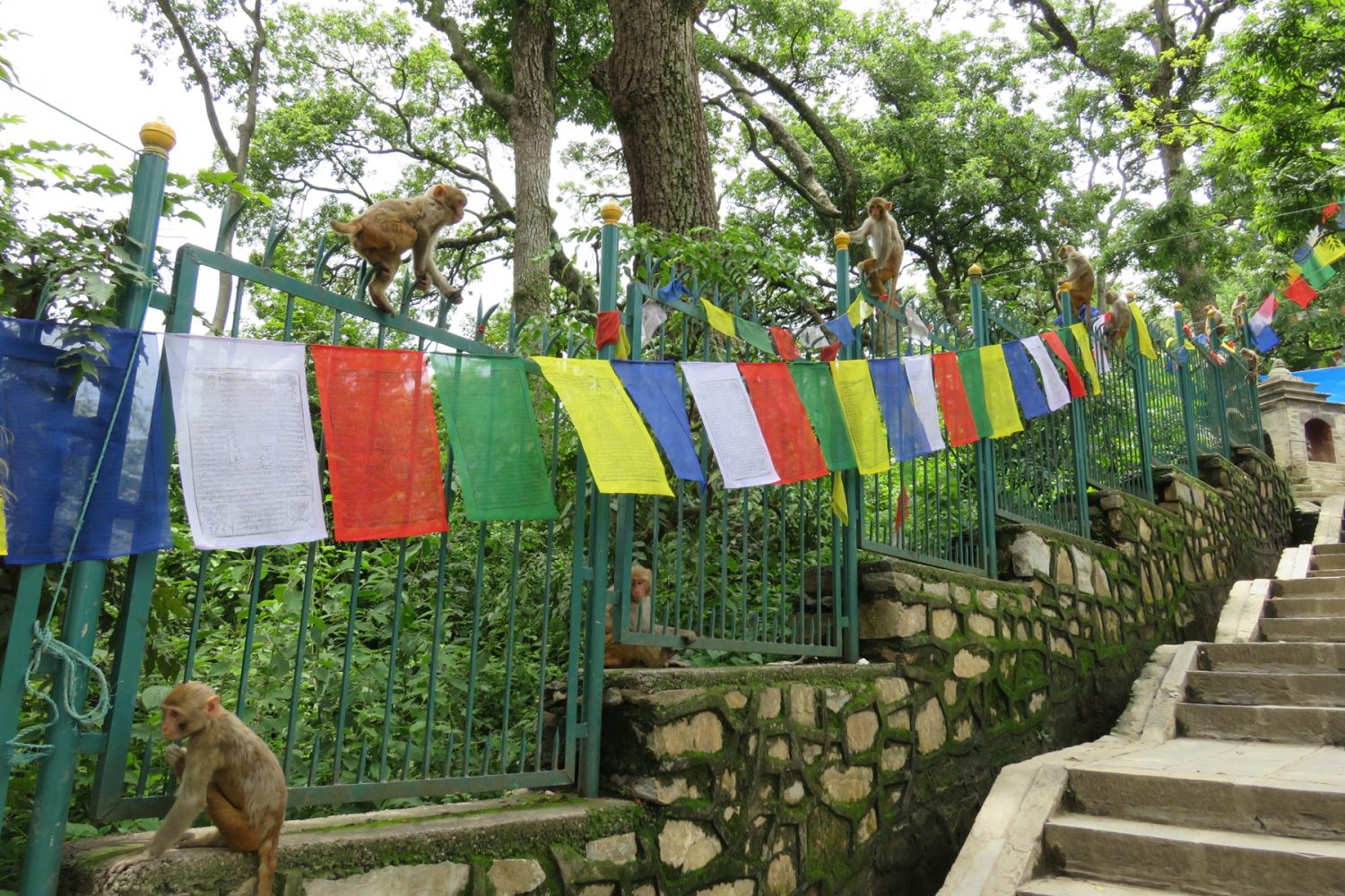 猿にウェットティッシュを奪われる