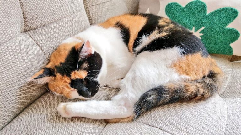 きっかけは猫への恩返し―障がいを持つ猫たちの個性と魅力を伝える「オンリーにゃんず」