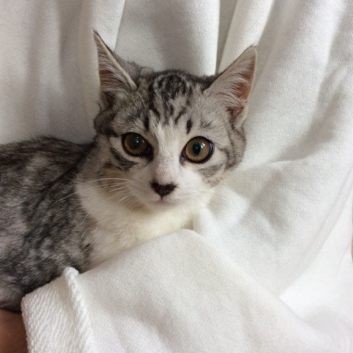 「もずく」ちゃん(ボッコチャンさん愛猫)