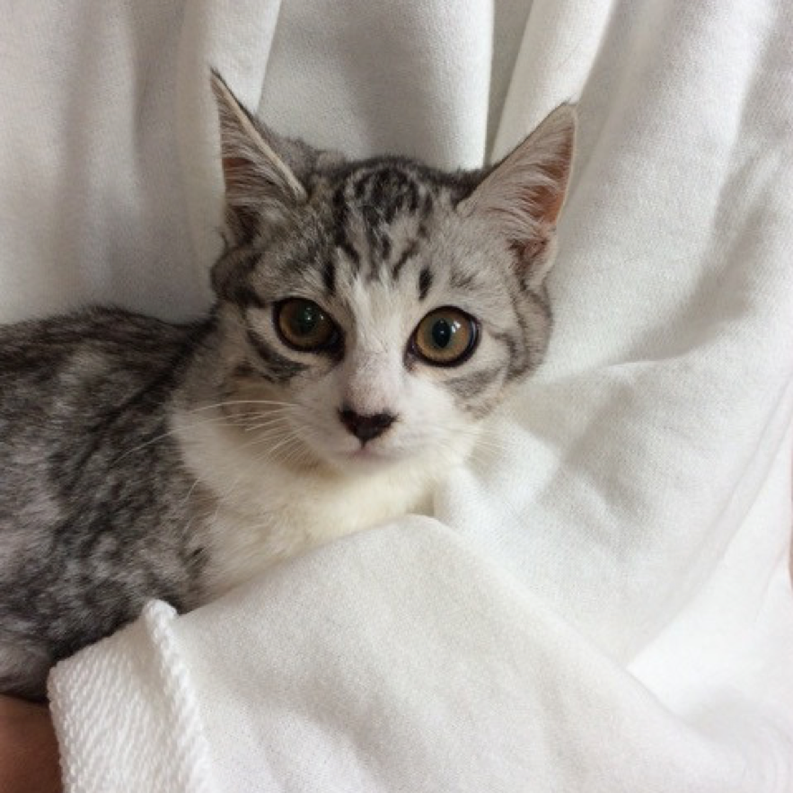 「もずく」ちゃん（ボッコチャンさん愛猫）