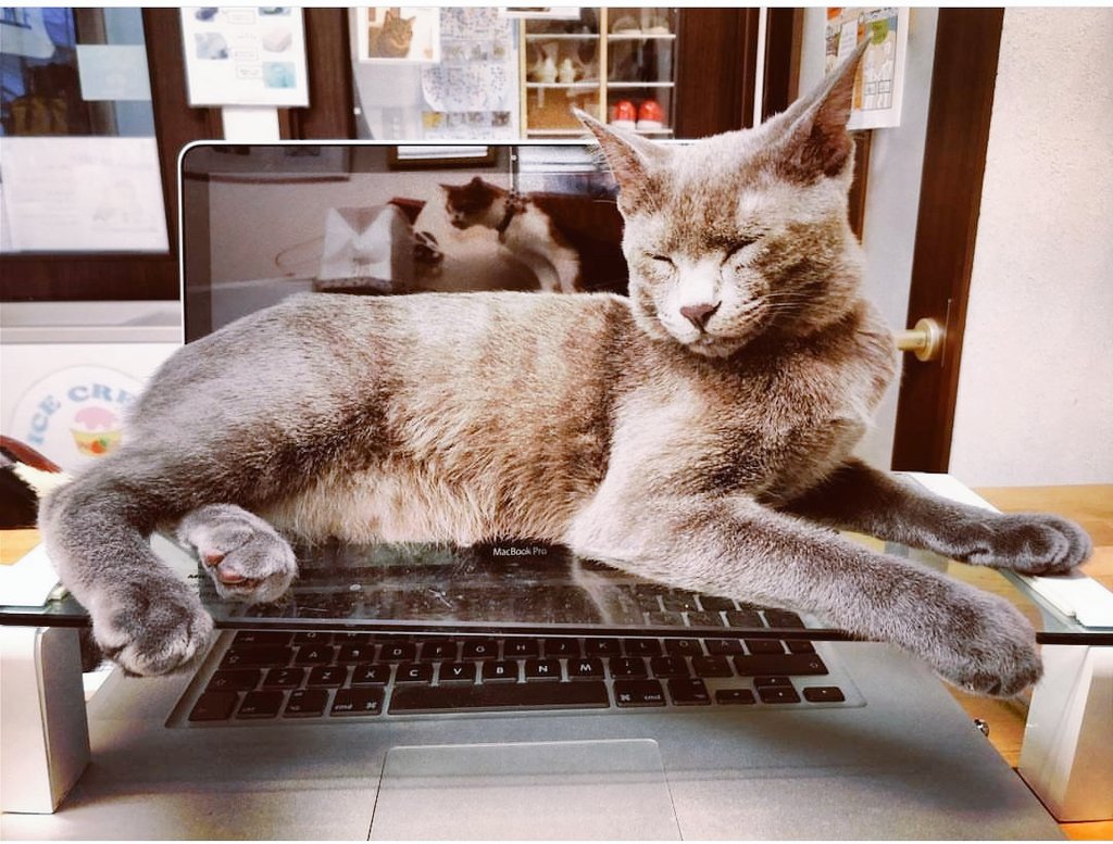 猫カフェ「タイム」（@NekoCafe_TiME）のスタッフ猫トトロくん