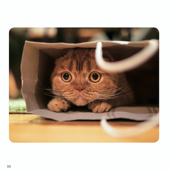 『ねこチラ』（パイ インターナショナル、3月11日発売）