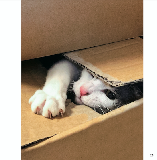 『ねこチラ』（パイ インターナショナル、3月11日発売）