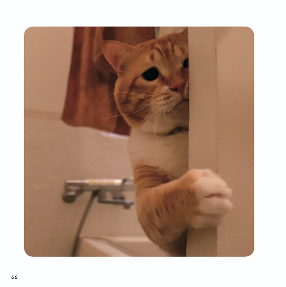 『ねこチラ』（パイ インターナショナル、3月11日発売）