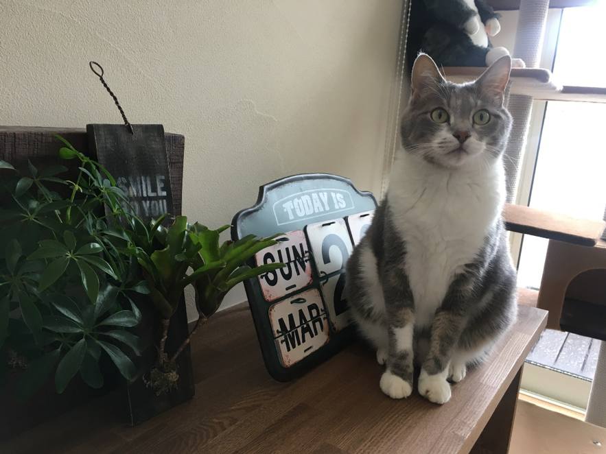 「おでん」くん（グリーンさん愛猫）