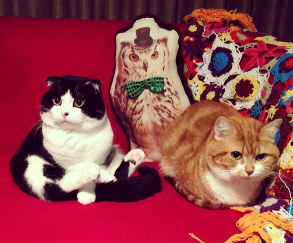 「おにぎり」くん(左)、「たくあん」くん(右)(藤本さん愛猫)