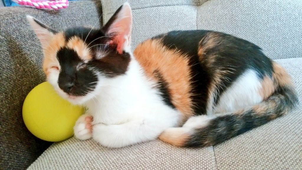 きっかけは猫への恩返し―障がいを持つ猫たちの個性と魅力を伝える「オンリーにゃんず」