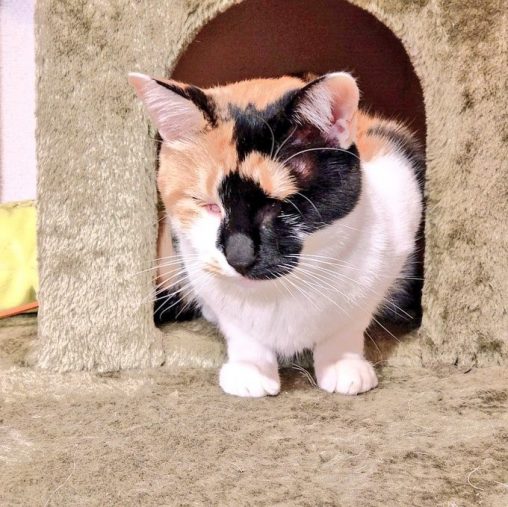 きっかけは猫への恩返し―障がいを持つ猫たちの個性と魅力を伝える「オンリーにゃんず」