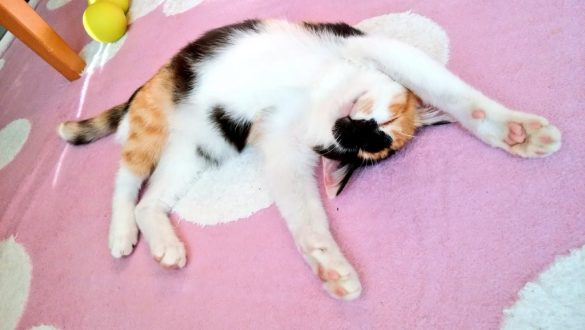 きっかけは猫への恩返し―障がいを持つ猫たちの個性と魅力を伝える「オンリーにゃんず」