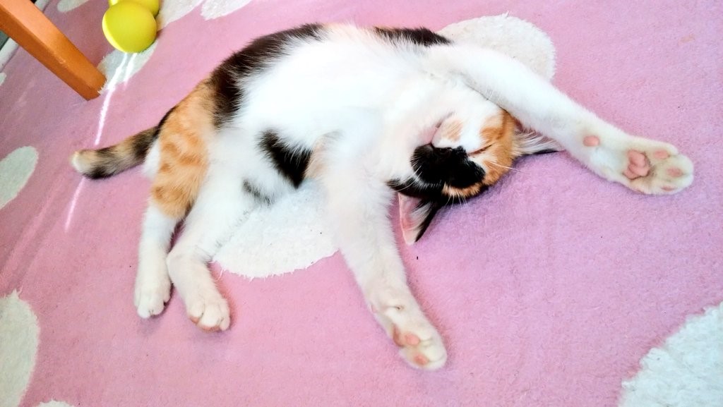 きっかけは猫への恩返し―障がいを持つ猫たちの個性と魅力を伝える「オンリーにゃんず」