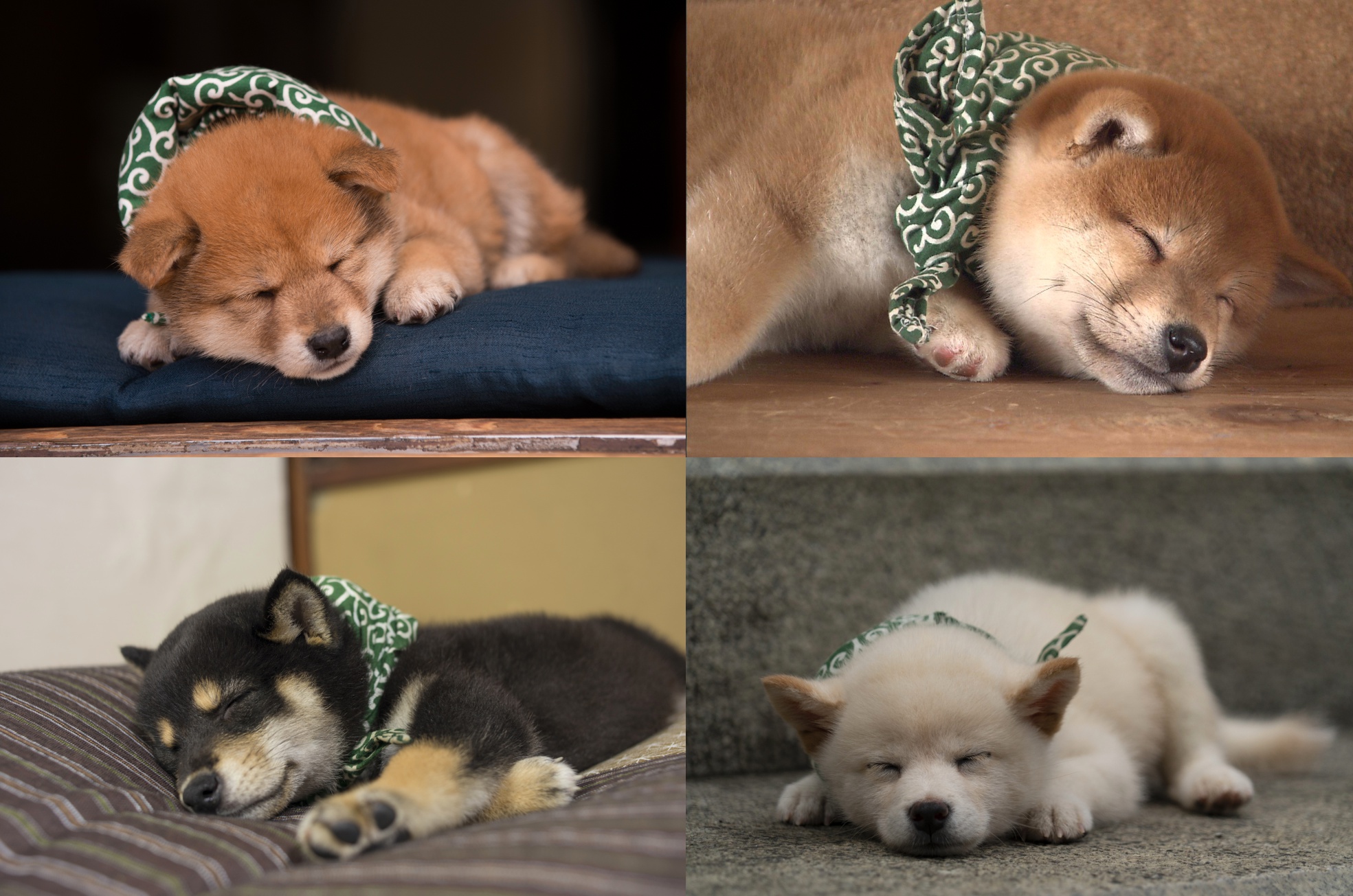 『二代目和風総本家』（テレビ東京系）「豆助っていいな。」