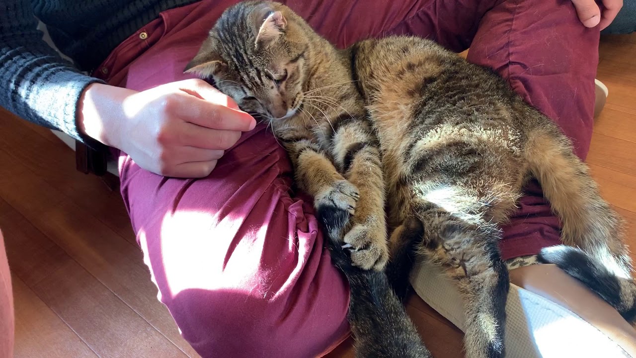 保護猫カフェが新型コロナで危ない。700人のお客さんがゼロに…