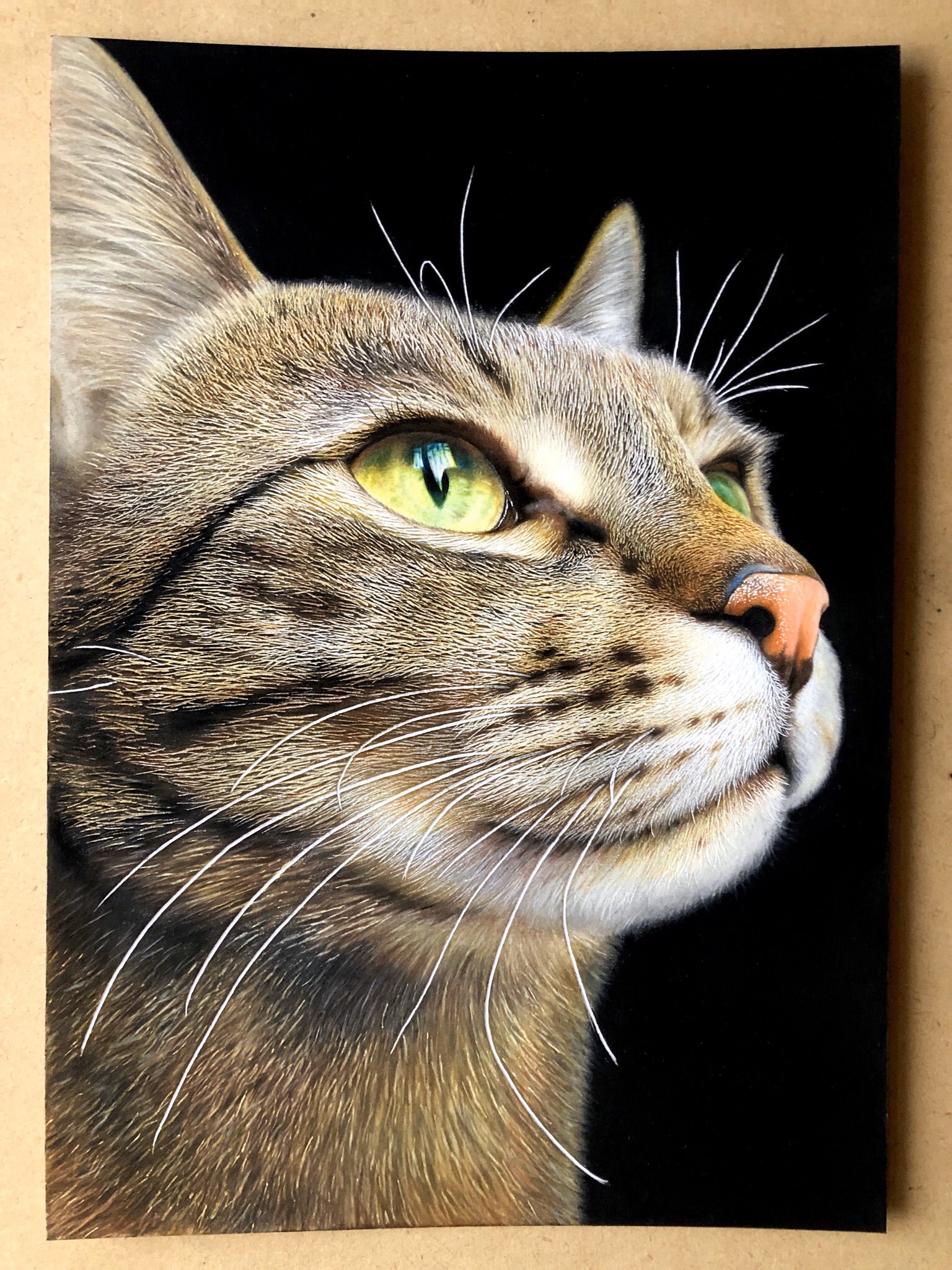 「音海はる」こと、工藤陽輝さんが色鉛筆で描いた猫