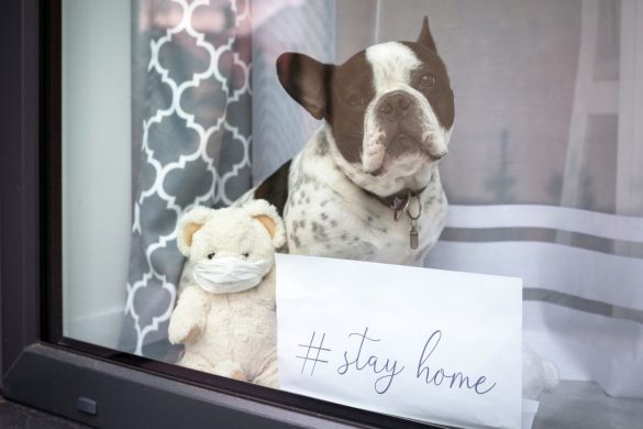 新型コロナウイルス、犬、ステイホーム、stayhome、パグ