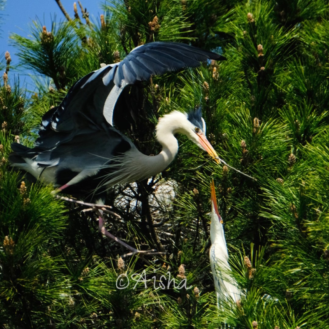 アオサギの夫婦