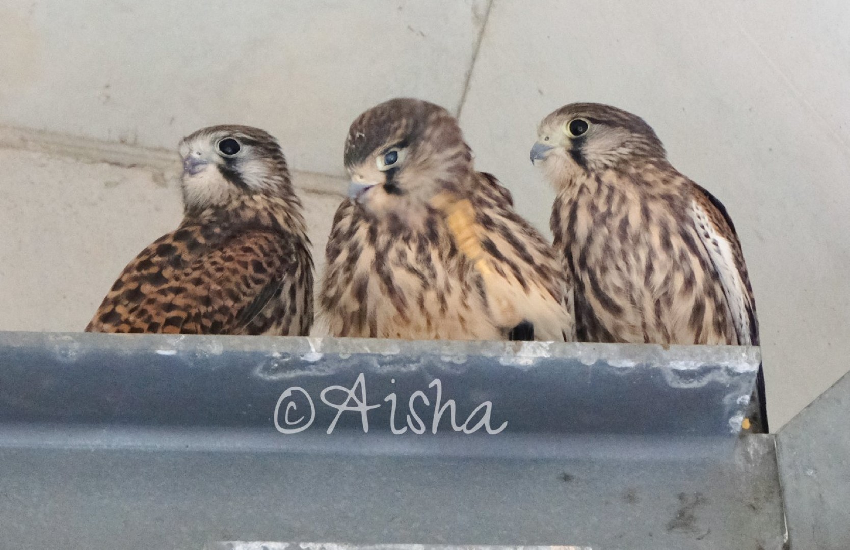 チョウゲンボウの幼鳥