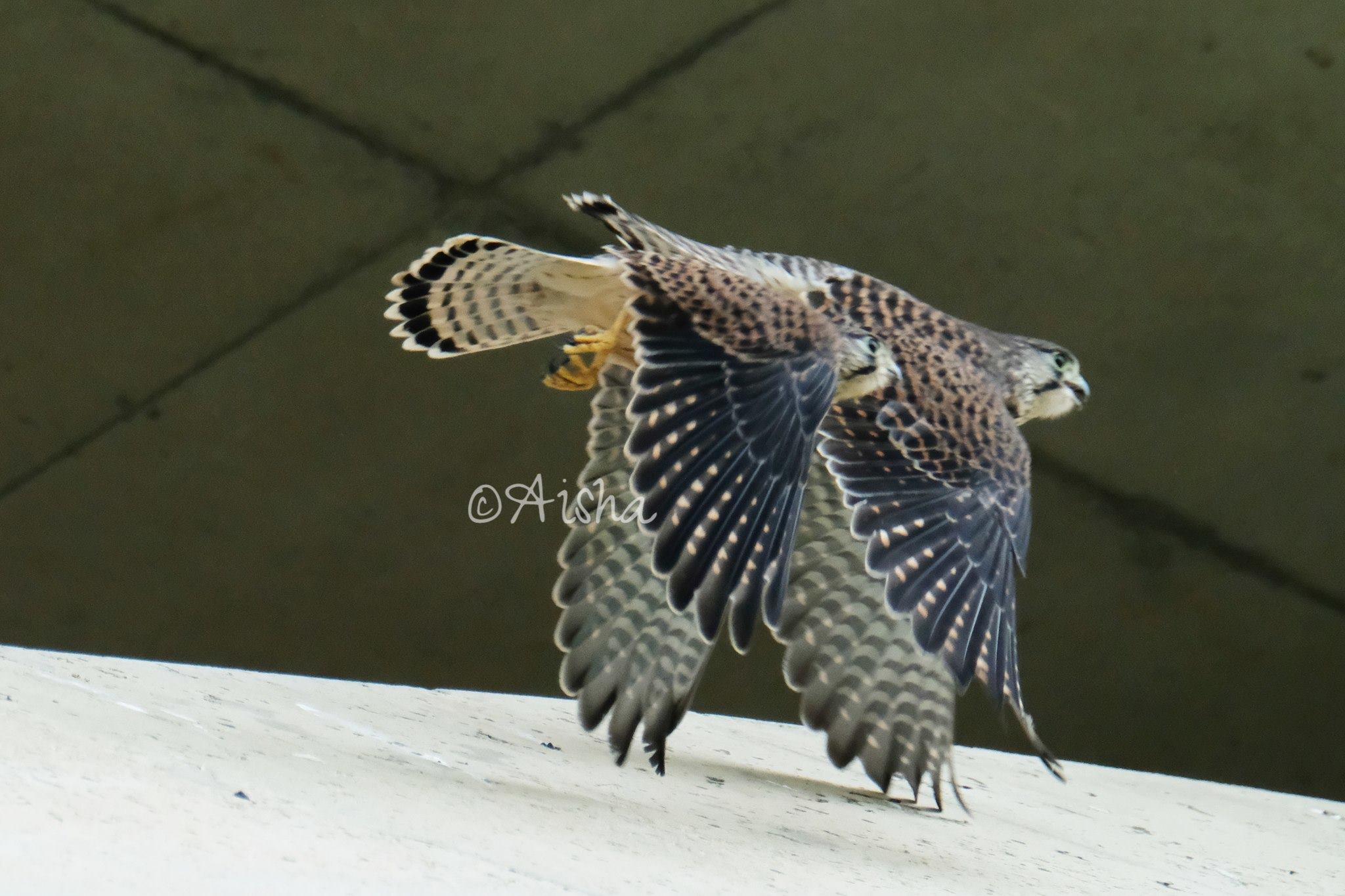 チョウゲンボウのきょうだい