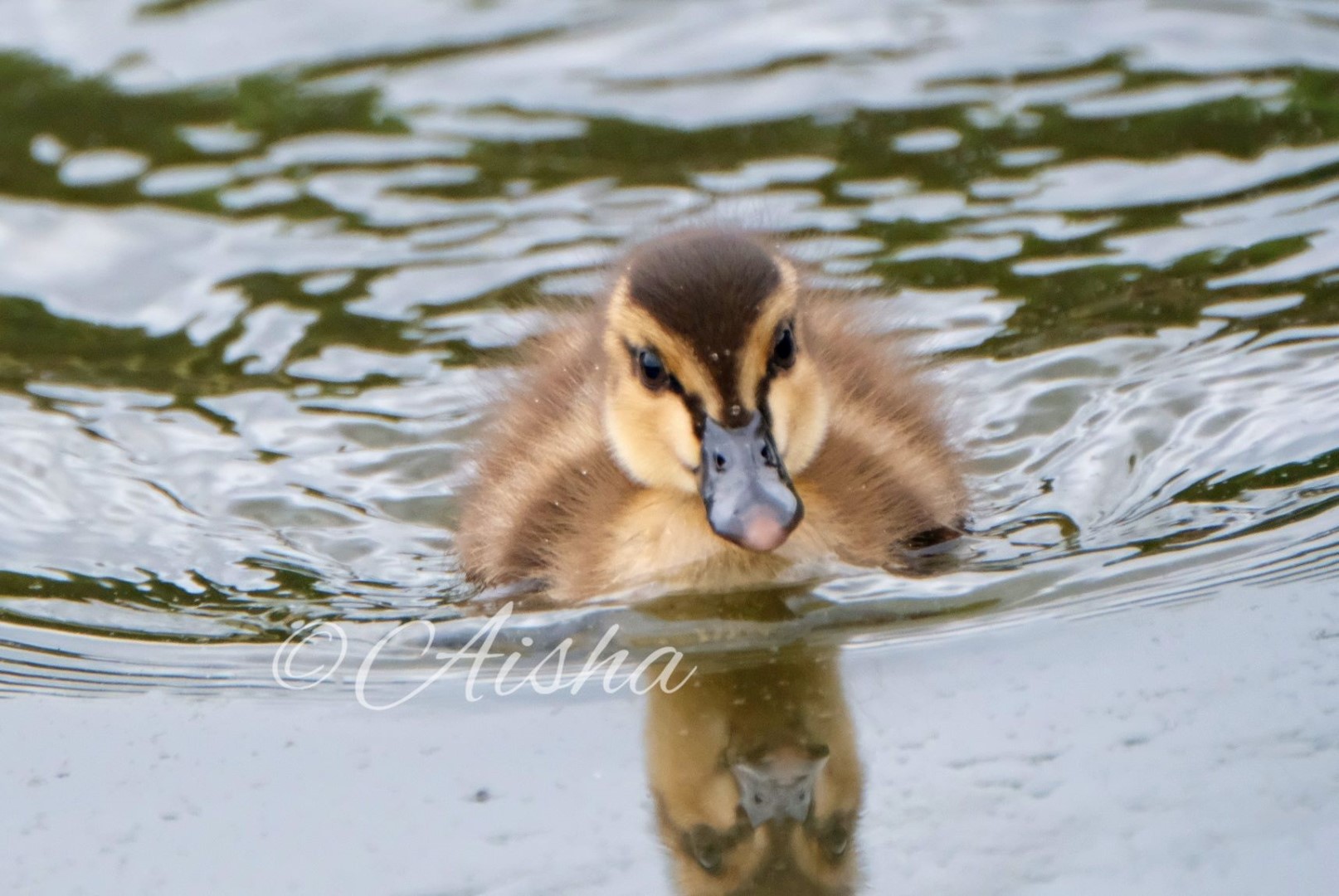 カルガモの赤ちゃん