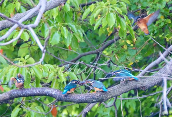 カワセミファミリー