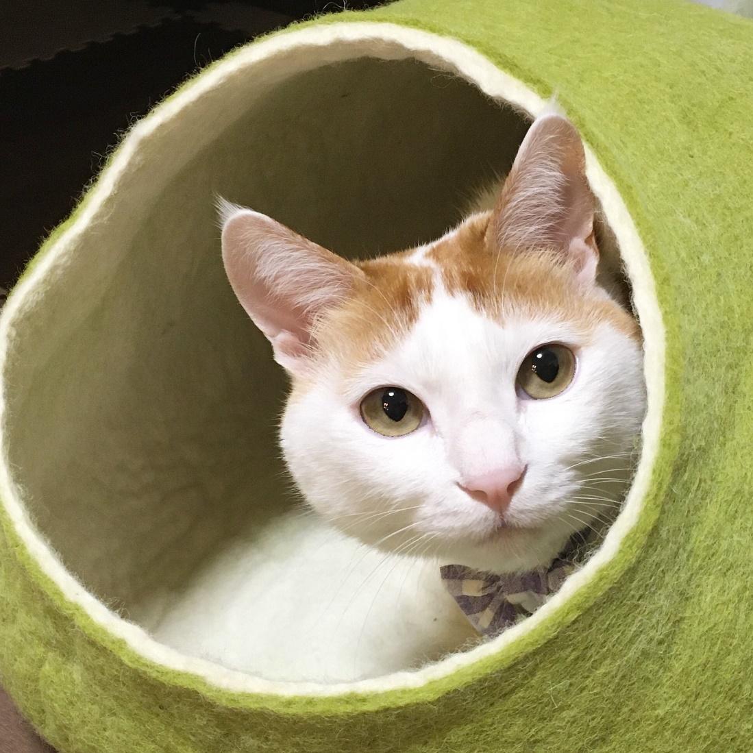 写真からスターの風格が漂う@mugi411さん宅のむぎくん