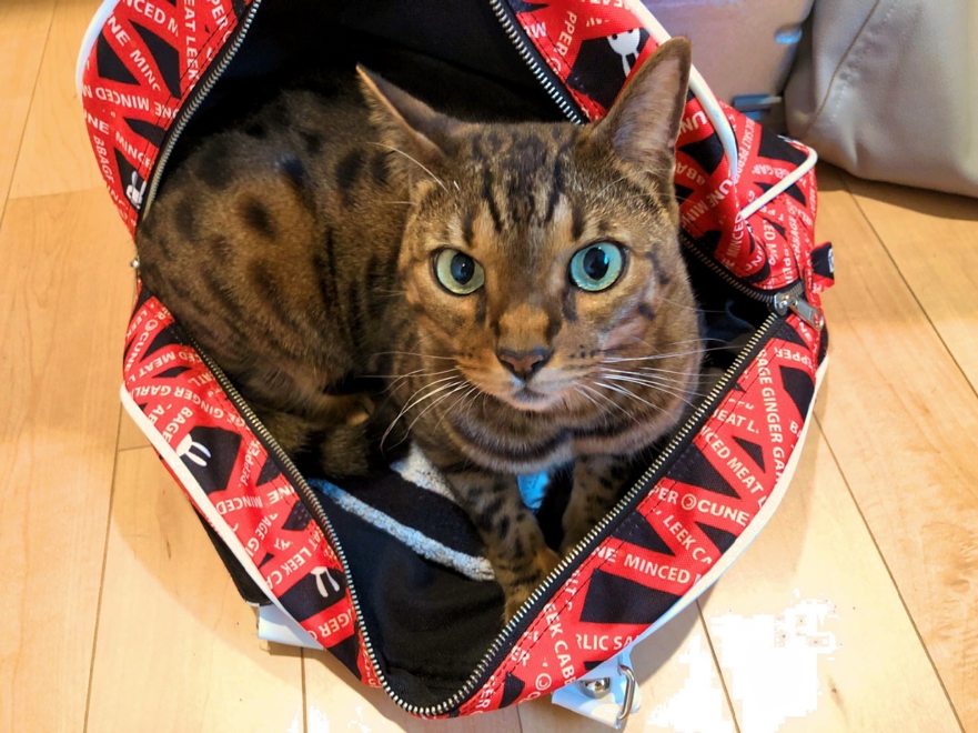 「出張？ さぁ行こうか？」