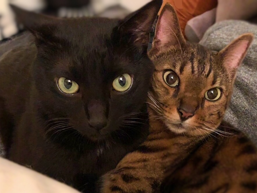 本当はなかよし？