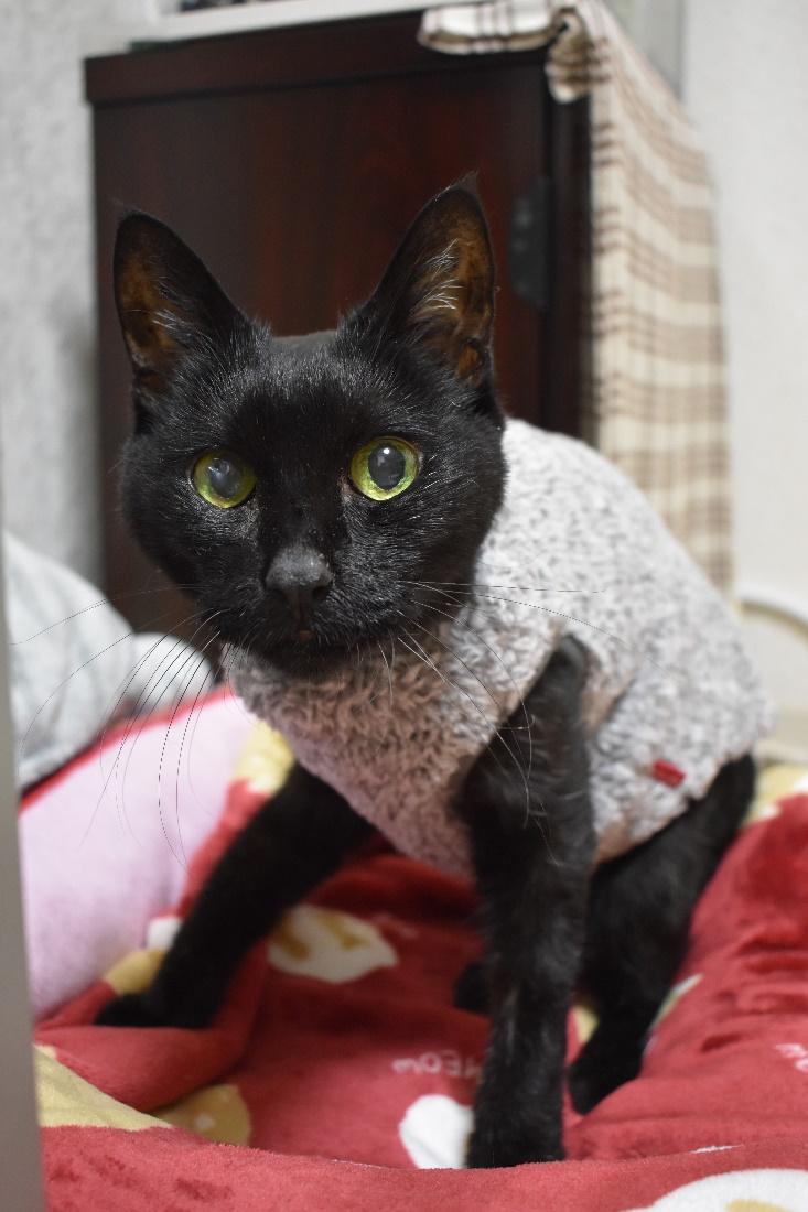 西方さんにたくさんのことを教えてくれたというクロちゃん