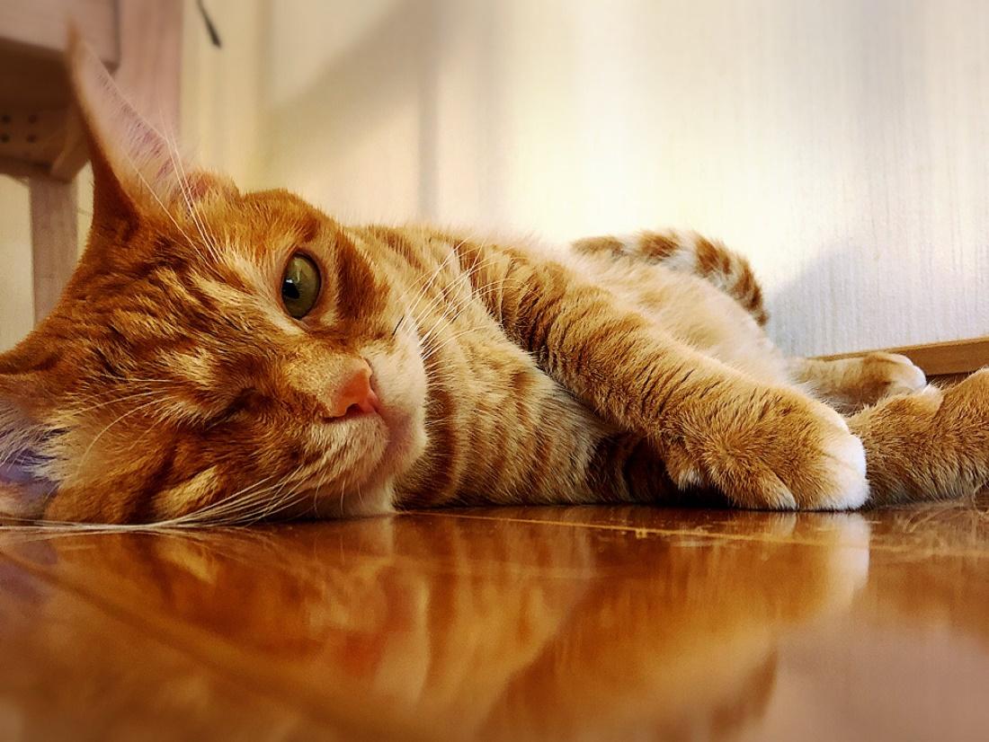 Kamui_310（@310Kamui）さん宅で暮らす猫のましゅちゃん（推定4歳・女の子）