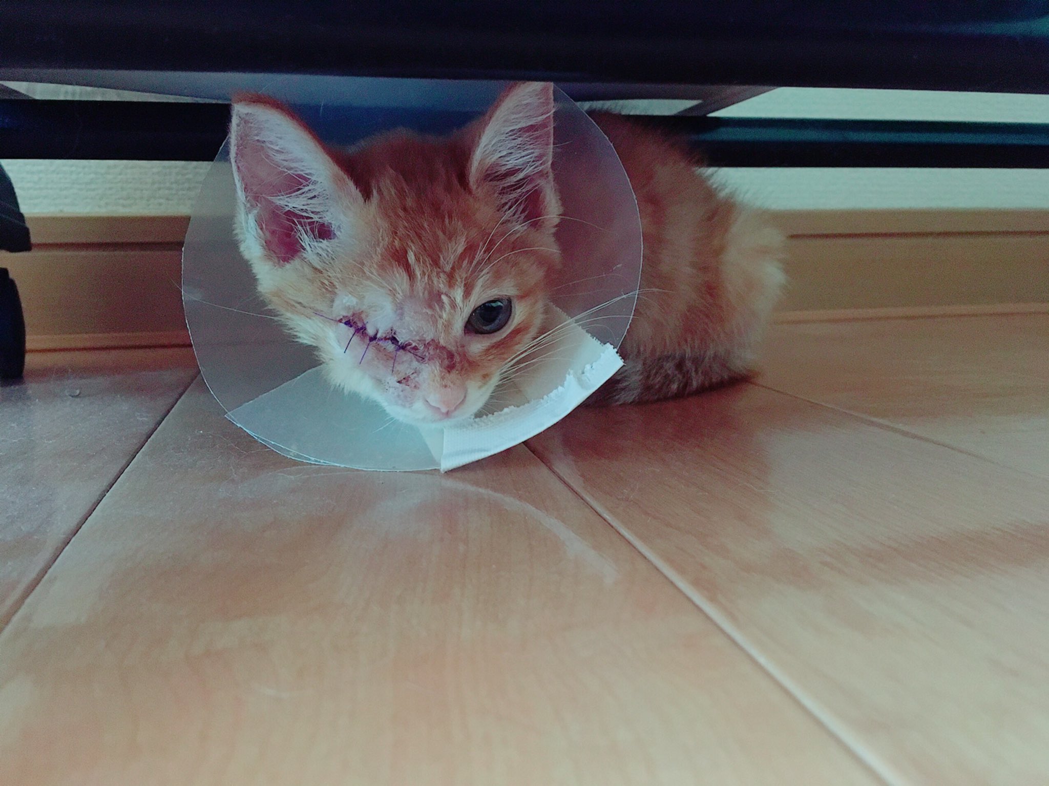 術後のましゅちゃん