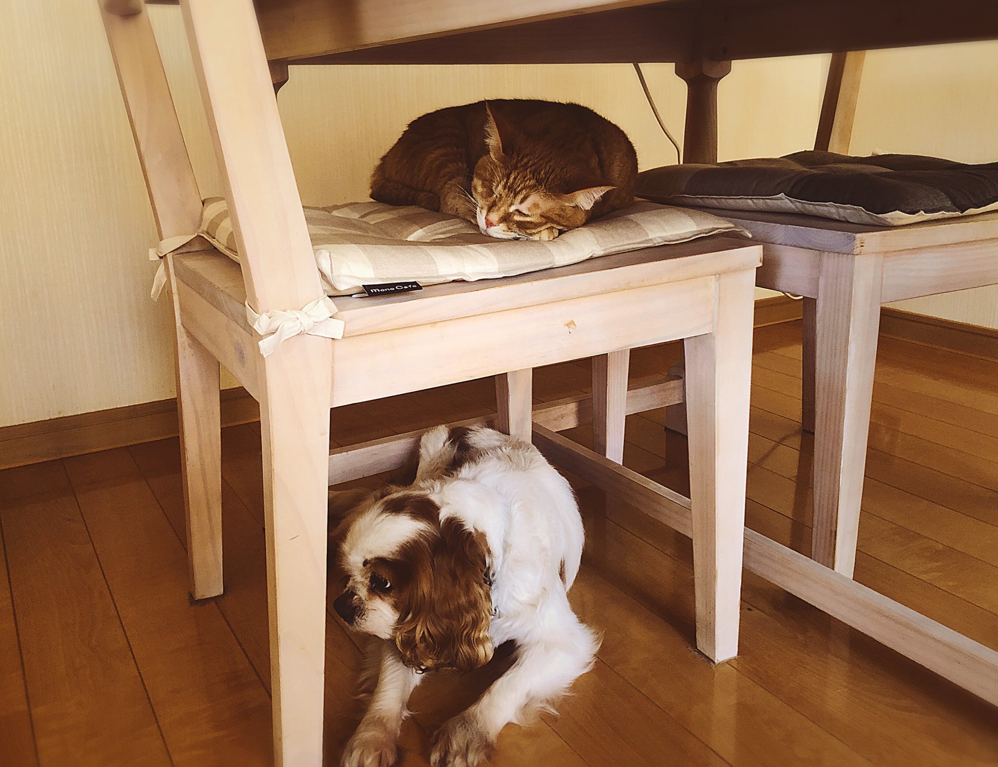 今ではすっかり“ましゅ王朝”