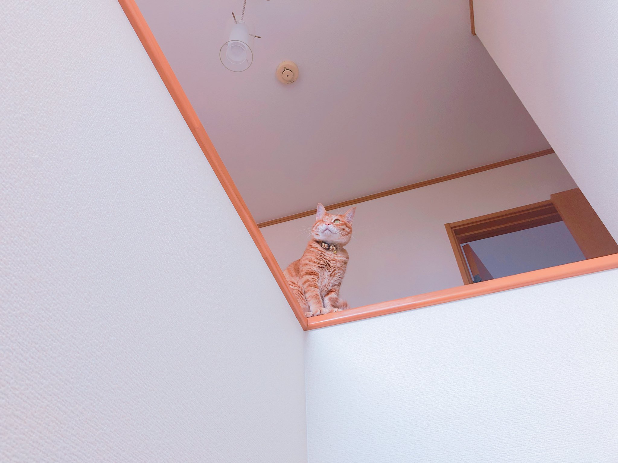 でかけるKamui_310さんを見送るましゅちゃん