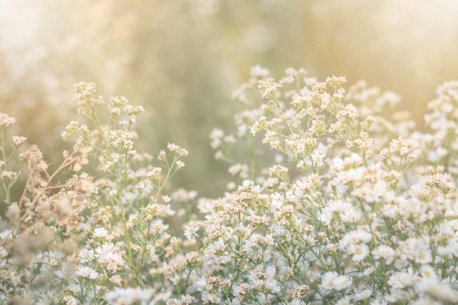 新ドラマの母親ガッキーに期待！