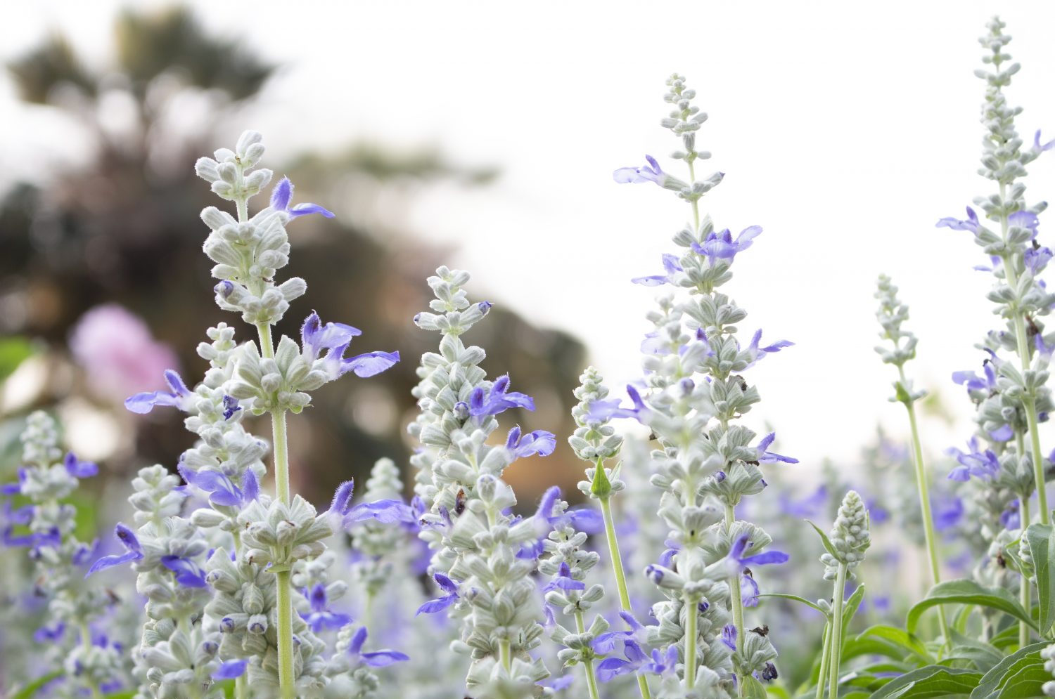 どうして他人と比べてしまうのだろう